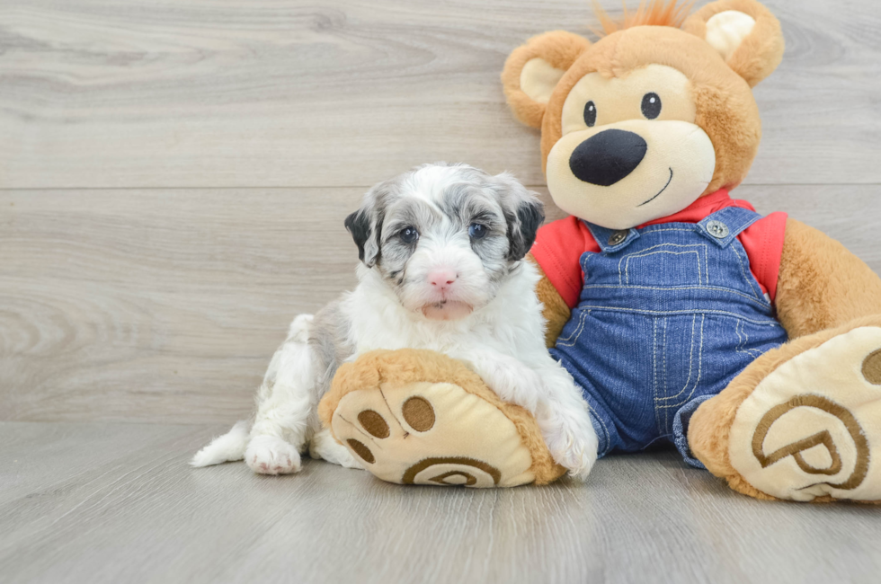 5 week old Mini Sheepadoodle Puppy For Sale - Windy City Pups