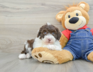 6 week old Mini Sheepadoodle Puppy For Sale - Windy City Pups