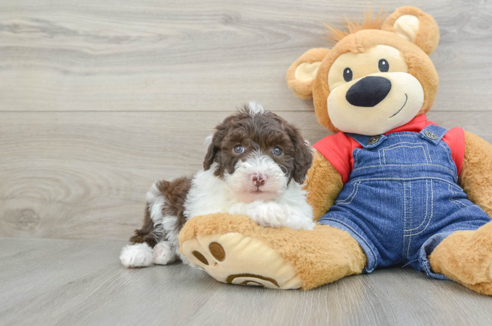 5 week old Mini Sheepadoodle Puppy For Sale - Windy City Pups