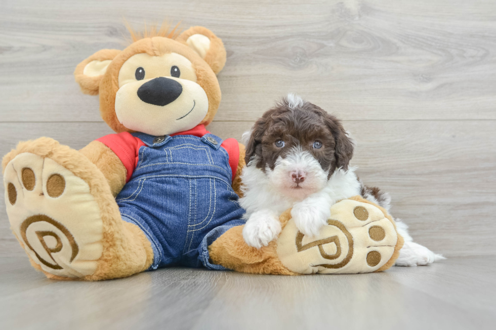 Mini Sheepadoodle Pup Being Cute