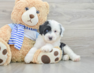 6 week old Mini Sheepadoodle Puppy For Sale - Windy City Pups