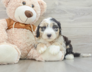 7 week old Mini Sheepadoodle Puppy For Sale - Windy City Pups