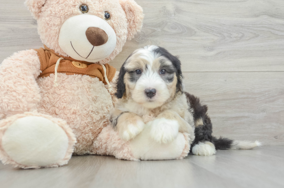 7 week old Mini Sheepadoodle Puppy For Sale - Windy City Pups