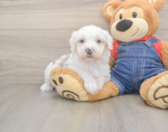 6 week old Mini Sheepadoodle Puppy For Sale - Windy City Pups