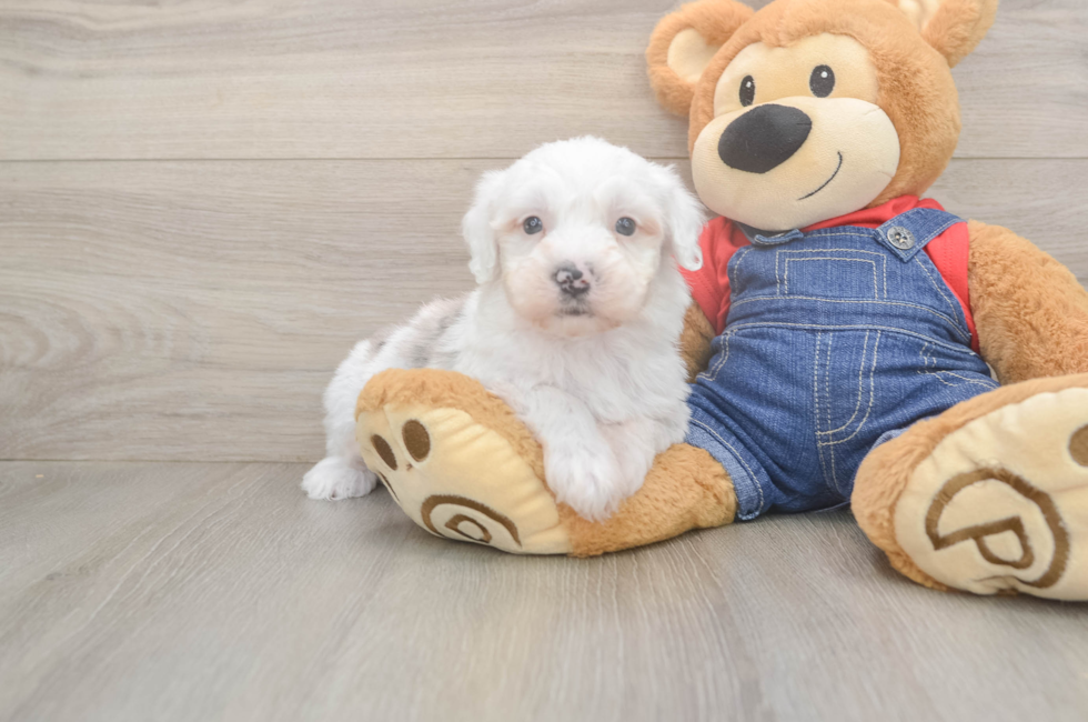 6 week old Mini Sheepadoodle Puppy For Sale - Windy City Pups