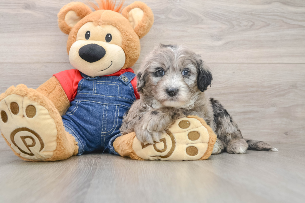 Mini Sheepadoodle Puppy for Adoption