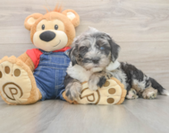 6 week old Mini Sheepadoodle Puppy For Sale - Windy City Pups
