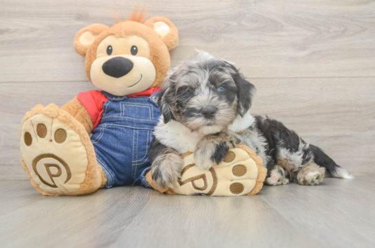 Sweet Mini Sheepadoodle Baby