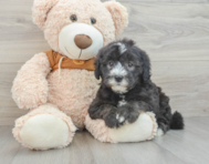 7 week old Mini Sheepadoodle Puppy For Sale - Windy City Pups