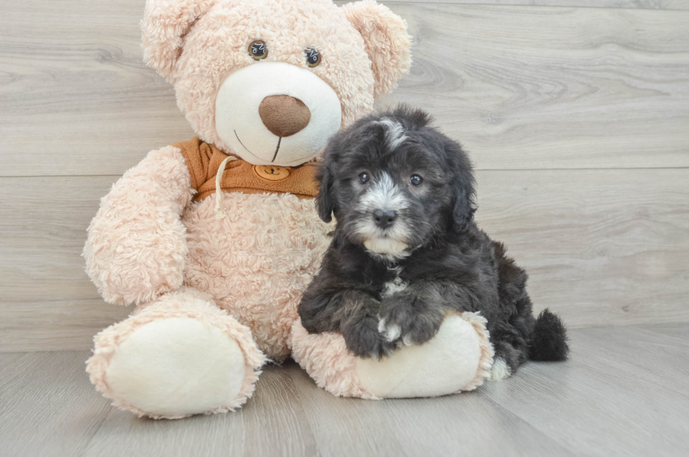 7 week old Mini Sheepadoodle Puppy For Sale - Windy City Pups