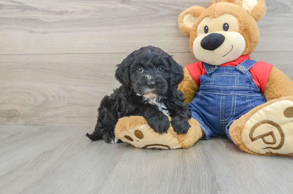 8 week old Mini Sheepadoodle Puppy For Sale - Windy City Pups