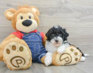 6 week old Mini Sheepadoodle Puppy For Sale - Windy City Pups