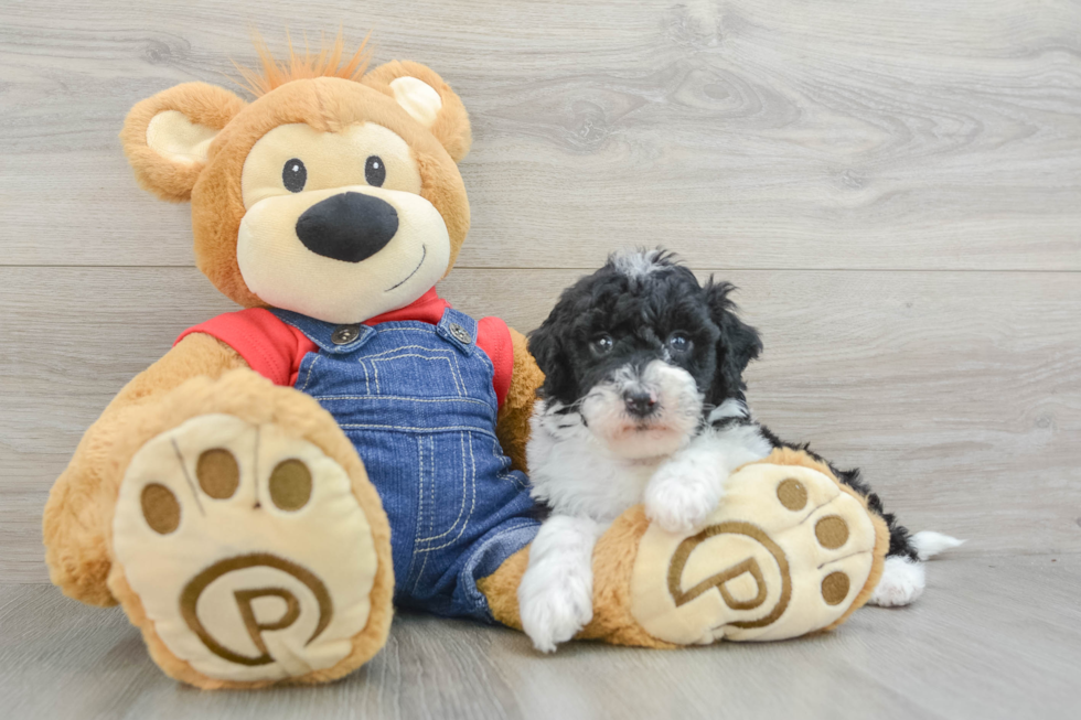 Best Mini Sheepadoodle Baby