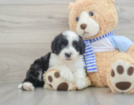 6 week old Mini Sheepadoodle Puppy For Sale - Windy City Pups