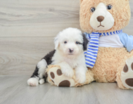 7 week old Mini Sheepadoodle Puppy For Sale - Windy City Pups