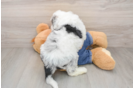 Mini Sheepadoodle Puppy for Adoption