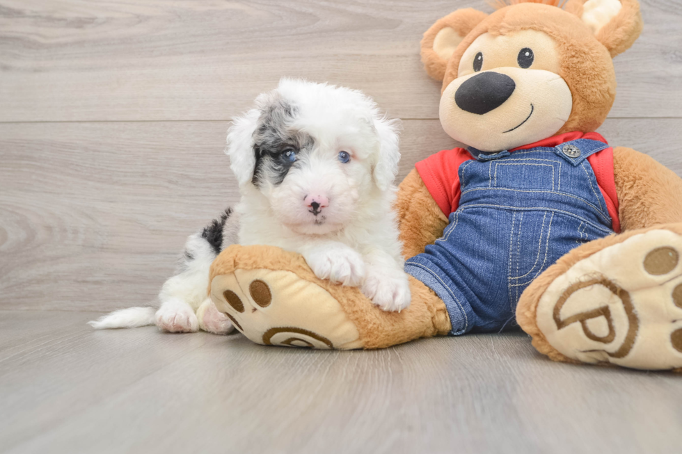 Best Mini Sheepadoodle Baby
