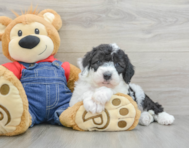 6 week old Mini Sheepadoodle Puppy For Sale - Windy City Pups