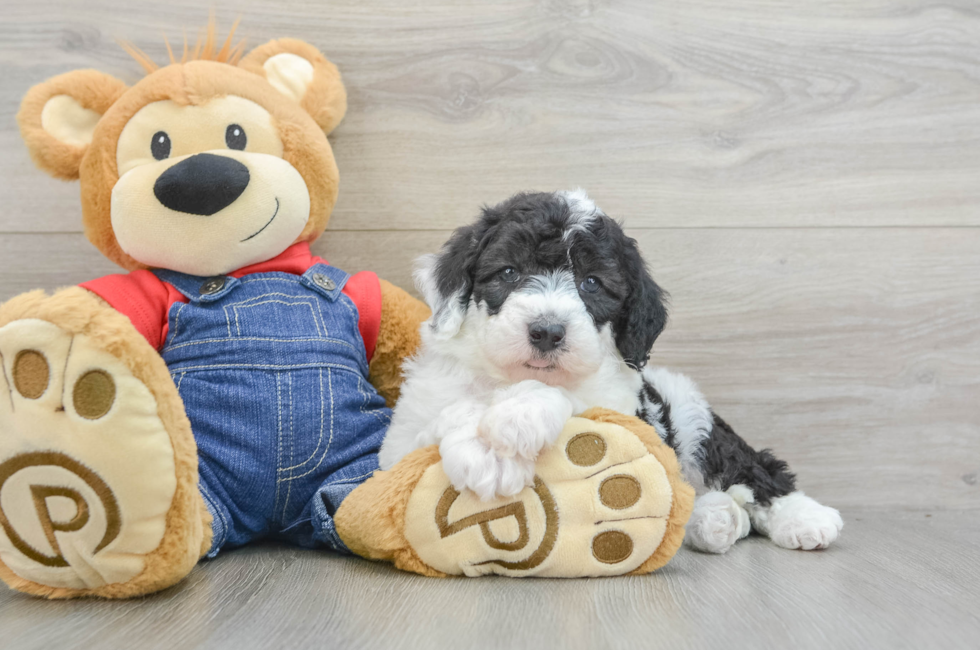 5 week old Mini Sheepadoodle Puppy For Sale - Windy City Pups