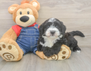 5 week old Mini Sheepadoodle Puppy For Sale - Windy City Pups