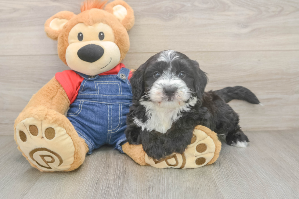 Cute Mini Sheepadoodle Baby