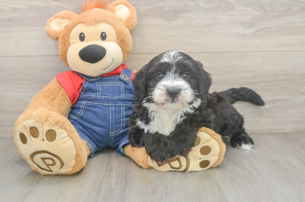 5 week old Mini Sheepadoodle Puppy For Sale - Windy City Pups