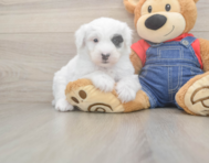 6 week old Mini Sheepadoodle Puppy For Sale - Windy City Pups