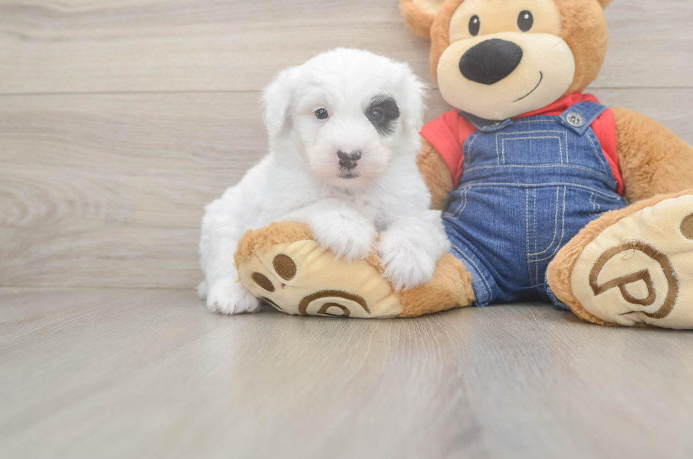 6 week old Mini Sheepadoodle Puppy For Sale - Windy City Pups