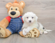 7 week old Mini Sheepadoodle Puppy For Sale - Windy City Pups