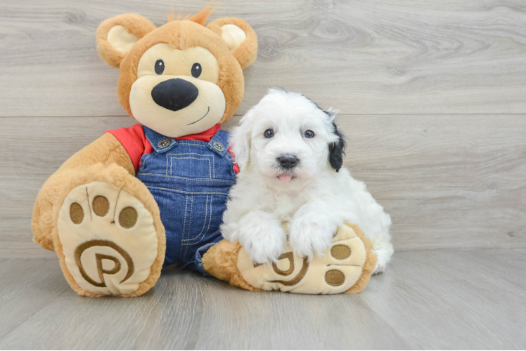 Little Sheeppoo Poodle Mix Puppy