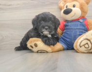 5 week old Mini Sheepadoodle Puppy For Sale - Windy City Pups