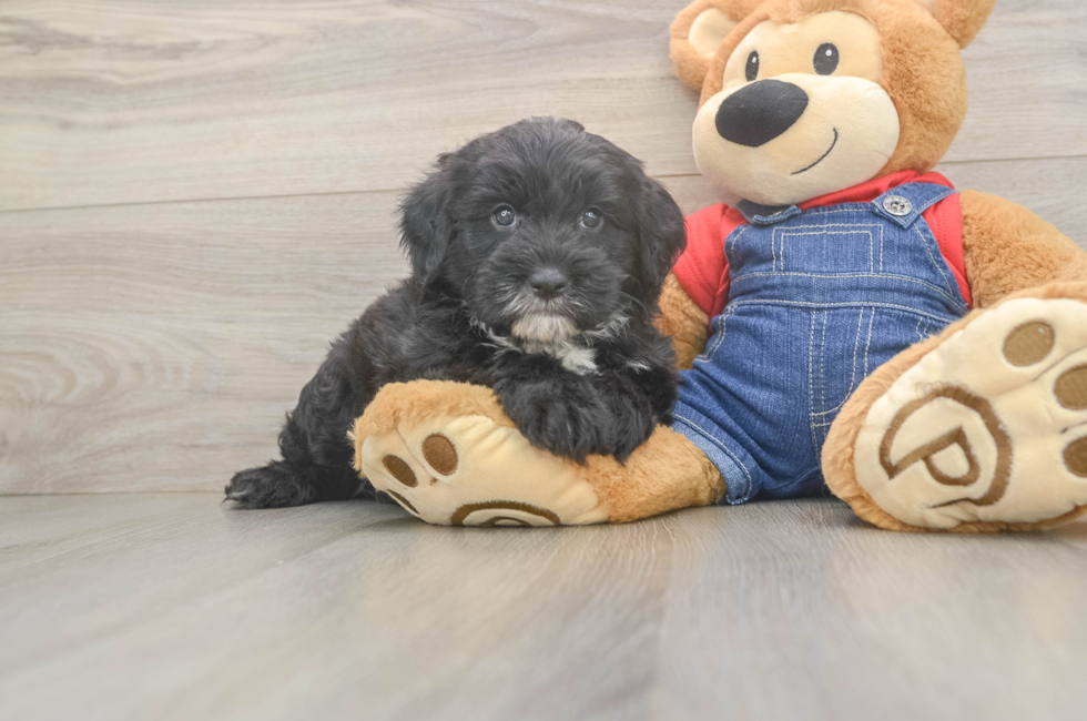 5 week old Mini Sheepadoodle Puppy For Sale - Windy City Pups