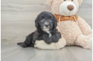 Fluffy Mini Sheepadoodle Poodle Mix Pup