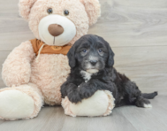 7 week old Mini Sheepadoodle Puppy For Sale - Windy City Pups