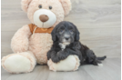 Sweet Mini Sheepadoodle Baby