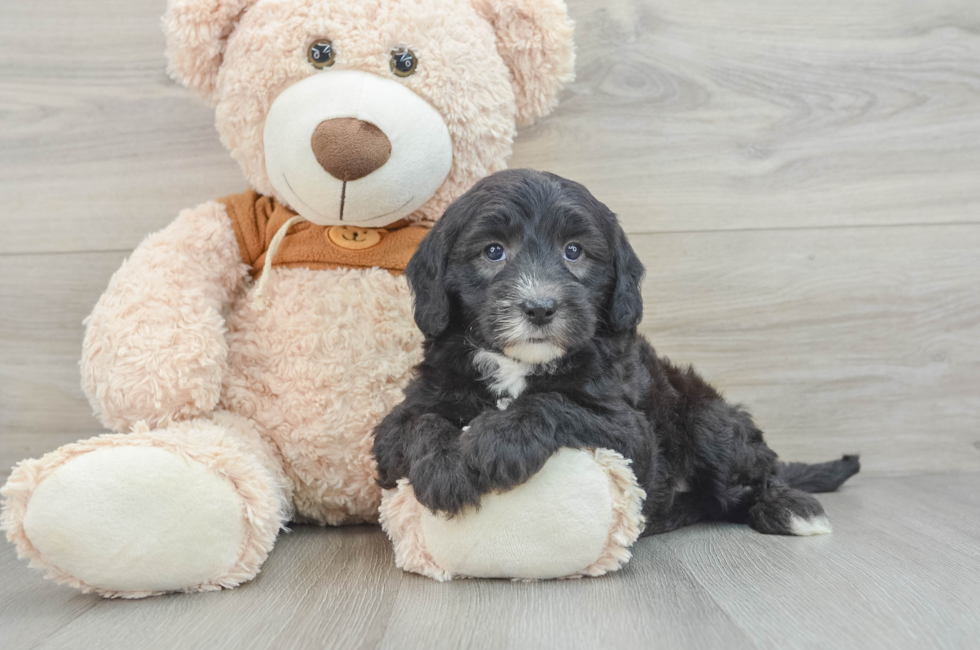 7 week old Mini Sheepadoodle Puppy For Sale - Windy City Pups