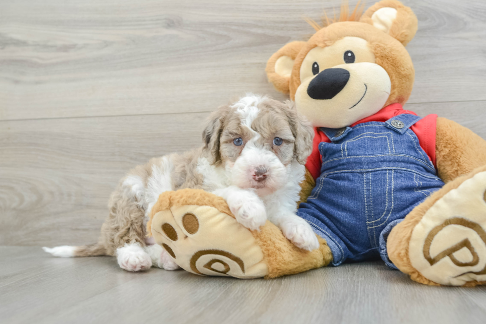 Mini Sheepadoodle Pup Being Cute