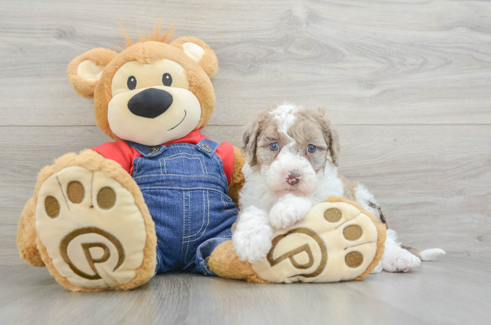 5 week old Mini Sheepadoodle Puppy For Sale - Windy City Pups