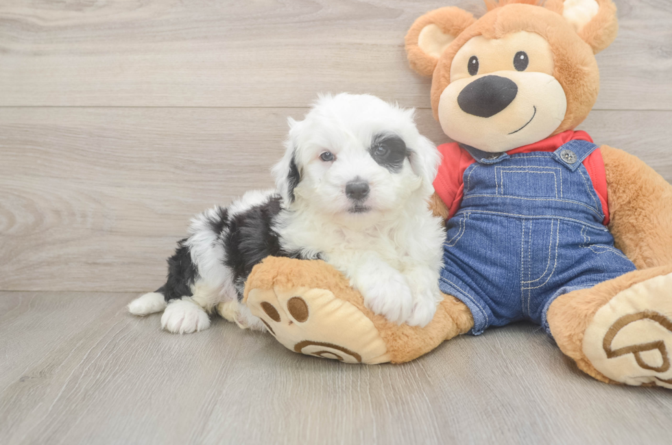 5 week old Mini Sheepadoodle Puppy For Sale - Windy City Pups
