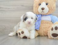 6 week old Mini Sheepadoodle Puppy For Sale - Windy City Pups