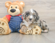 6 week old Mini Sheepadoodle Puppy For Sale - Windy City Pups