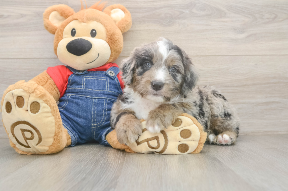 5 week old Mini Sheepadoodle Puppy For Sale - Windy City Pups