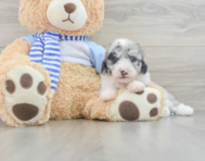 7 week old Mini Sheepadoodle Puppy For Sale - Windy City Pups