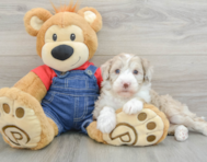 6 week old Mini Sheepadoodle Puppy For Sale - Windy City Pups