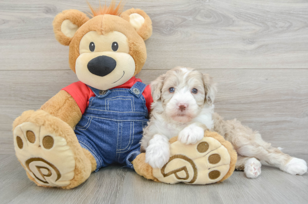 5 week old Mini Sheepadoodle Puppy For Sale - Windy City Pups