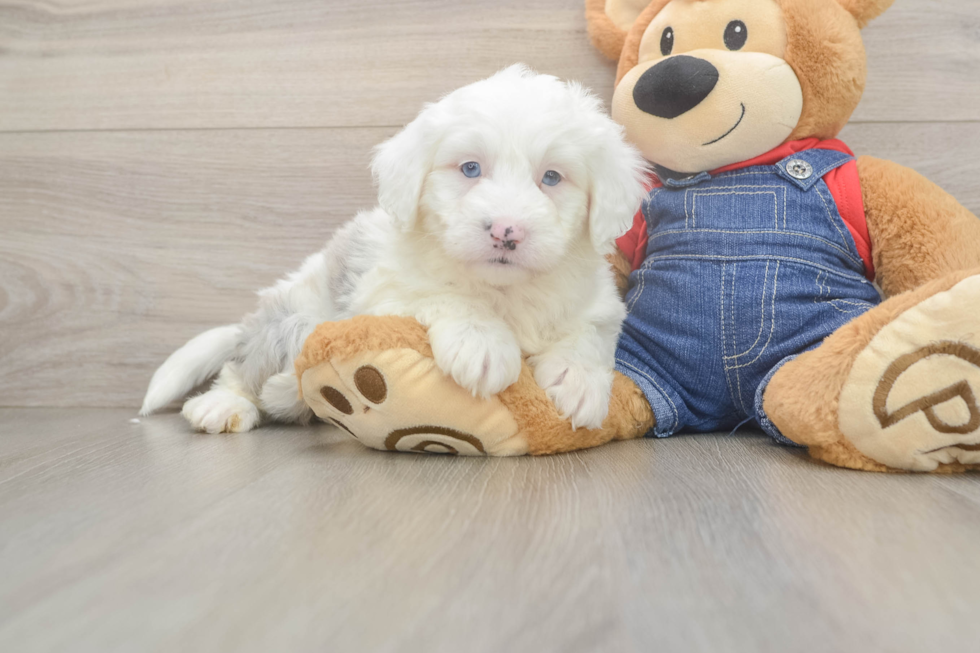 Fluffy Mini Sheepadoodle Poodle Mix Pup