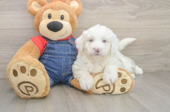 Sweet Mini Sheepadoodle Baby