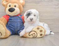 6 week old Mini Sheepadoodle Puppy For Sale - Windy City Pups