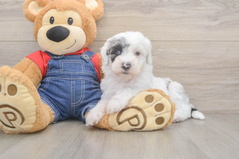 6 week old Mini Sheepadoodle Puppy For Sale - Windy City Pups