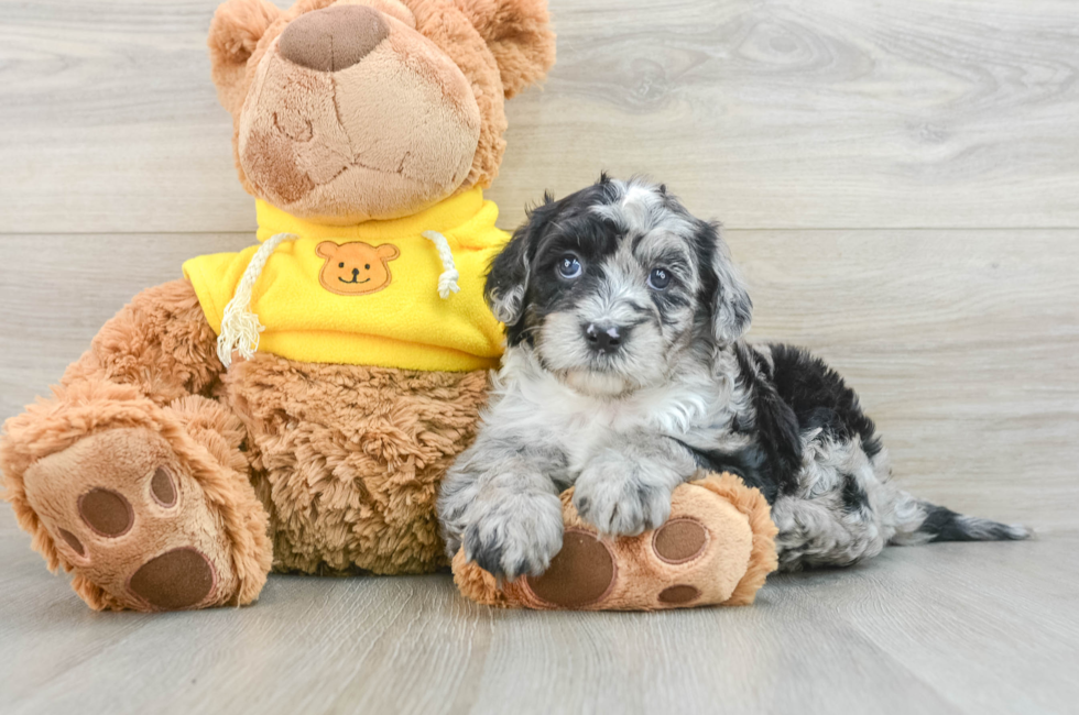 5 week old Mini Sheepadoodle Puppy For Sale - Windy City Pups